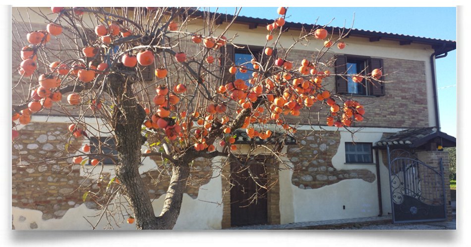 sede